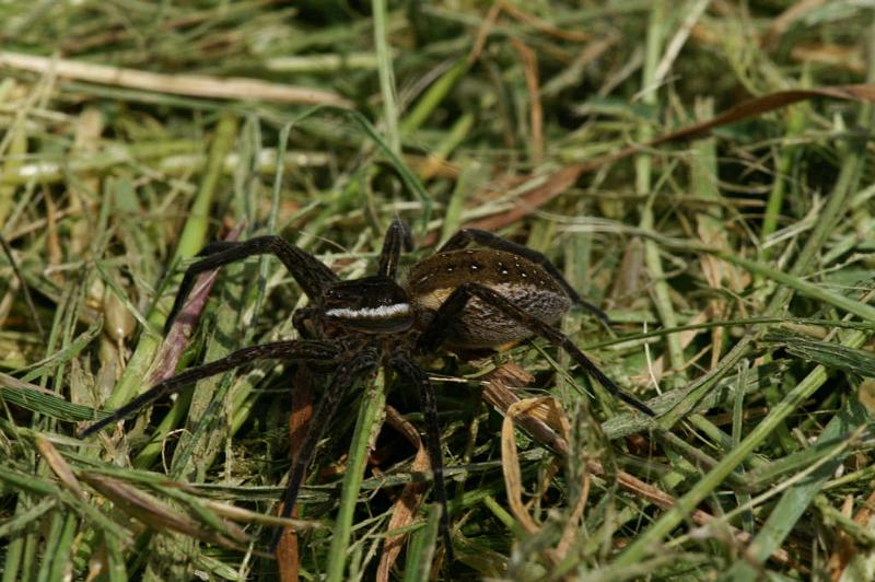 Dolomedes_fimbriatus_D5113_Z_90_Canal du Nivernais_Frankrijk.jpg